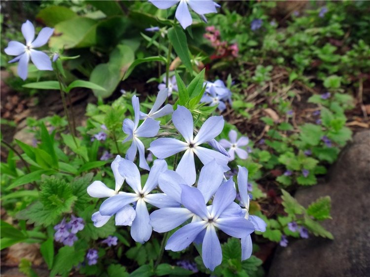 Милый мой город. Прогулка по Твери (фото 5)