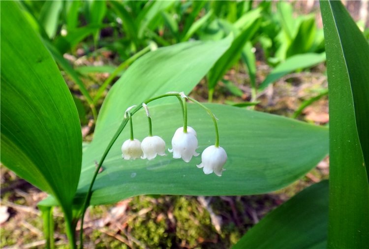 Ландышевая Сказка — Куклы Heidi Plusczok (Хайди/Хейди Плюсчок) — фото