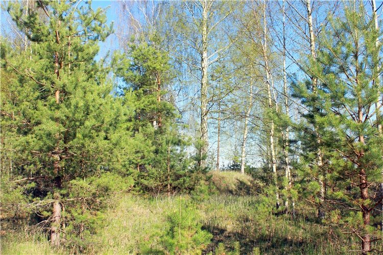 Прогулка Софи. Lati HoneyBee New Mystic Sophie | Бэйбики Прогулка Софи. Lati HoneyBee New Mystic Sophie