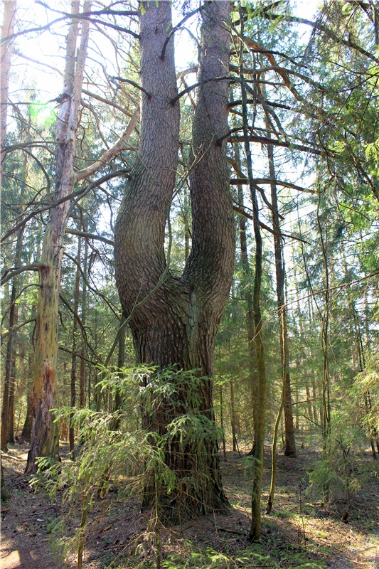 Савватьева Пустынь, Тверская область