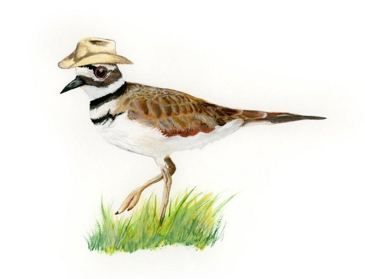 Birdswithhats - Авторские зарисовки "Птицы в шляпах" by Matt Decker