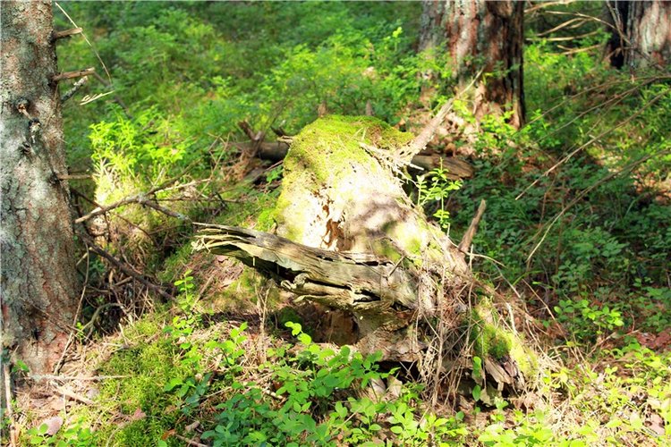 Путешествие Эли на красивый берег реки Волги