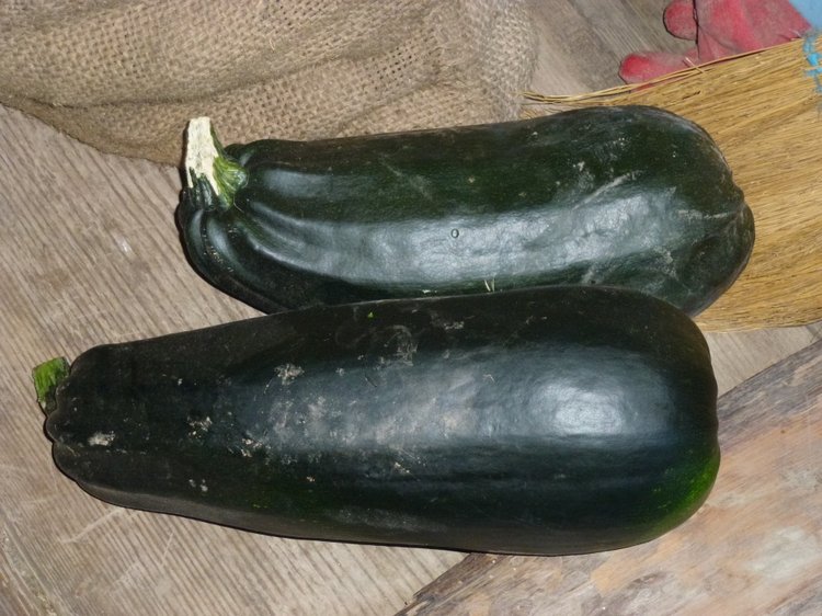 Отдых в деревне с Джой — Туризм и путешествия: фотоотчеты из поездок