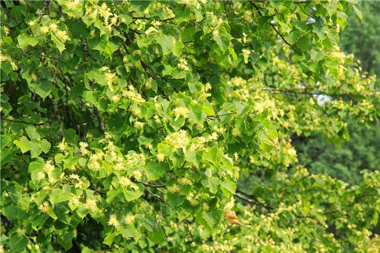 Путешествие Виолы в Усадьбу Знаменское-Раёк