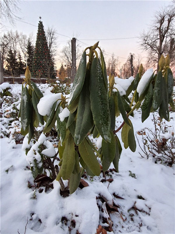 Декабрьская Тверь — Туризм и путешествия: фотоотчеты из поездок