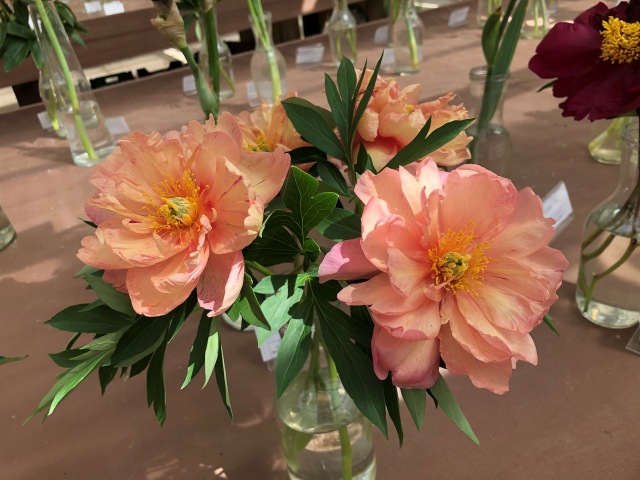 Тони Старк: приключения без брони. И снова Аптекарский огород | Бэйбики Тони Старк: приключения без брони. И снова Аптекарский огород