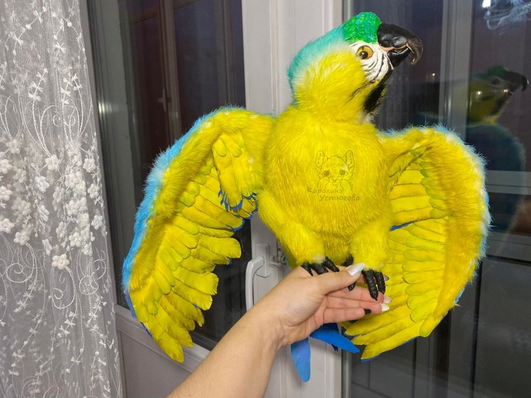 Попугай Ара. Желто-голубой