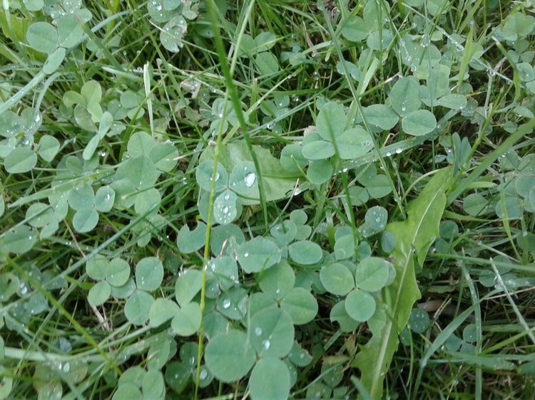 Последний месяц лета. Мой Псков. Аурика (фото 9)