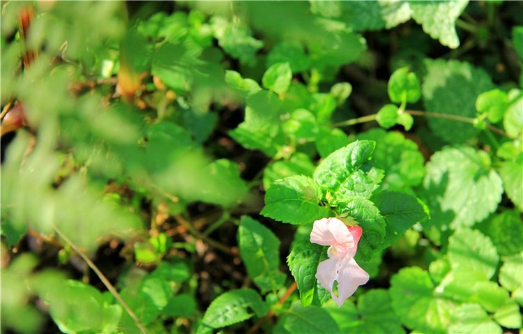 Старицкая Швейцария. Старицкие пещеры, д. Толпино, заключительная часть