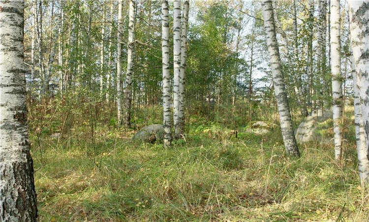 Путешествие Адель в "Сад камней". Джульетта от Sylvia Natterer (фото 2)