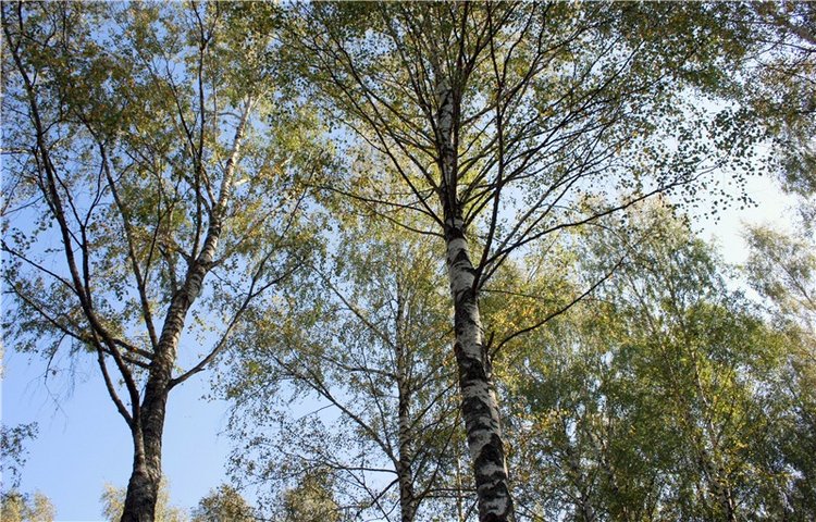 Путешествие Адель в "Сад камней". Джульетта от Sylvia Natterer