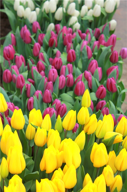 Тюльпановый Рай, продолжение. Выставка тюльпанов в Твери. Mini Layla elf Sunkissed skin от Kaye Wiggs