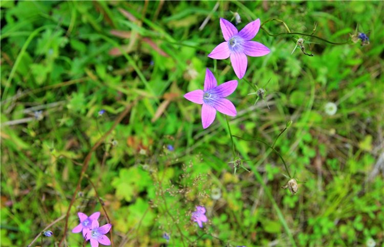 Девочка и Ёжик. Minifee Miyu FairlyLand | Бэйбики Девочка и Ёжик. Minifee Miyu FairlyLand