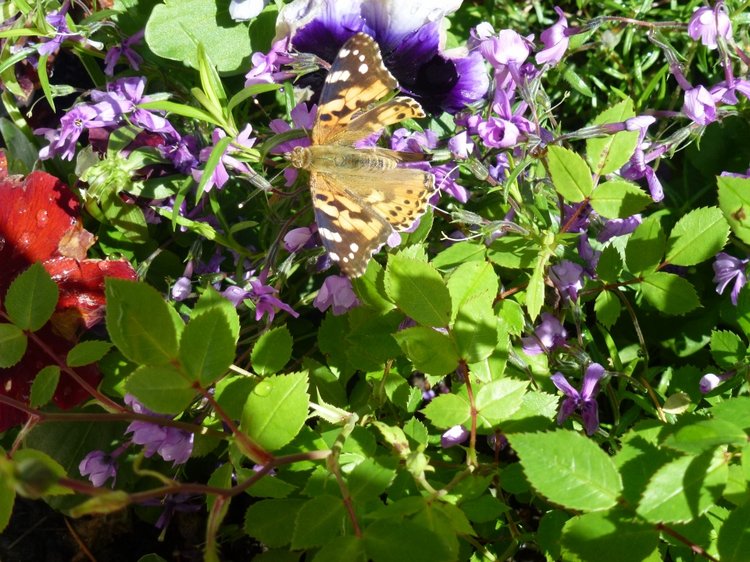 Сочи-Адлер: Южное Взморье - Мои любимые куколки на отдыхе