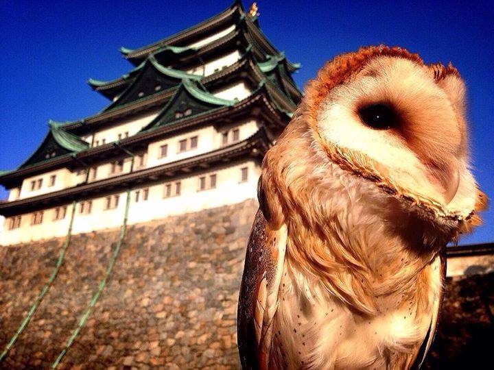 Любительские и профессиональные фотографии Сов (выпуск 2)