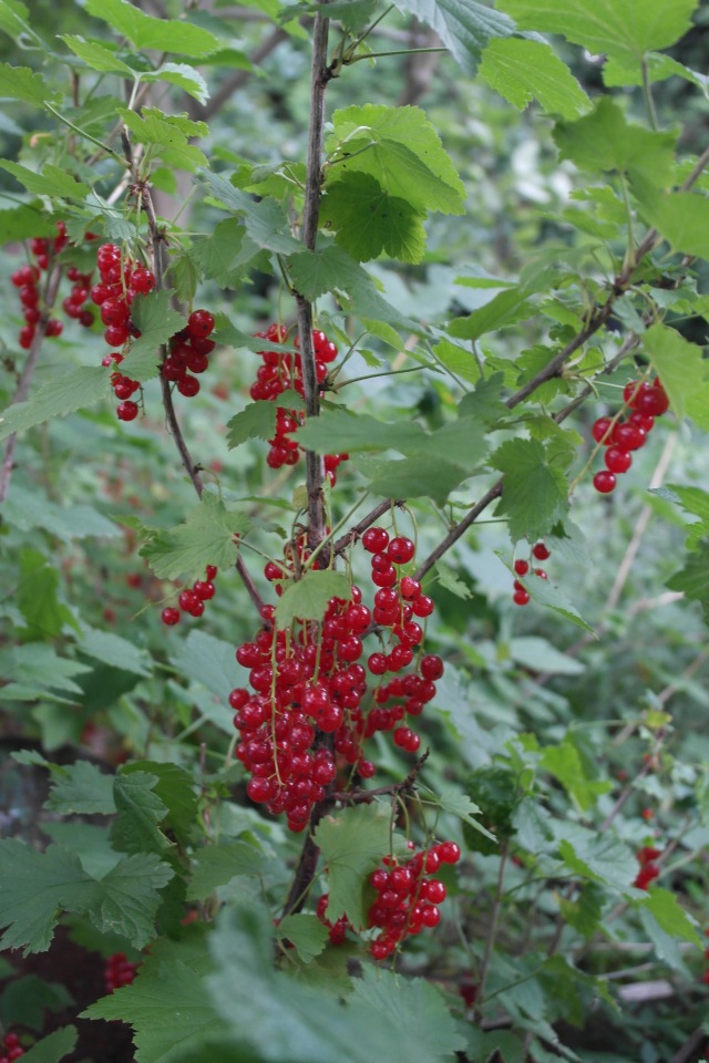 Мои куклы Kidz'n'Cats. Леночка 2015 (фото 3)