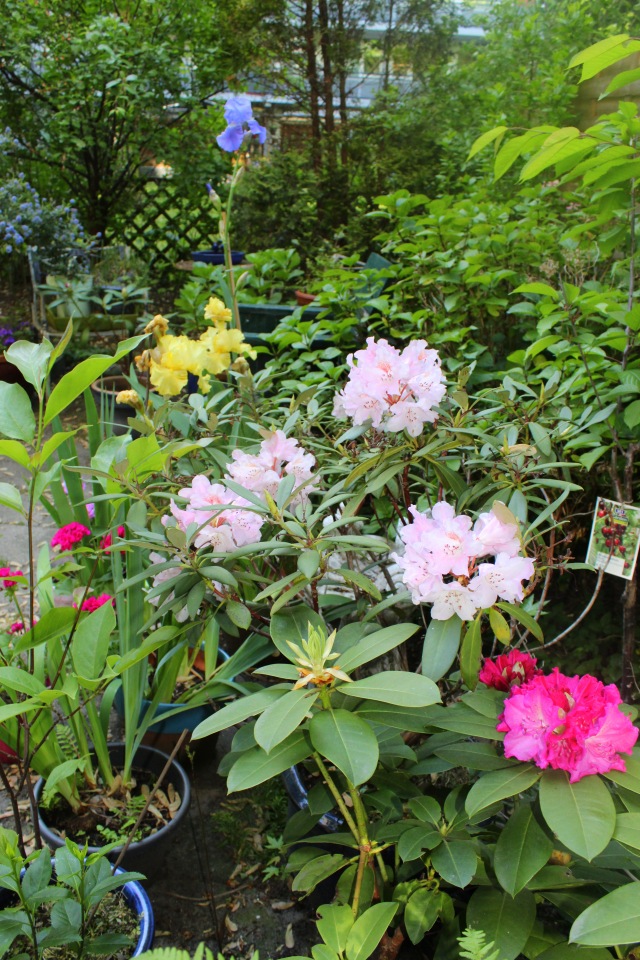 Любовь нечаянно нагрянет — Фэшн