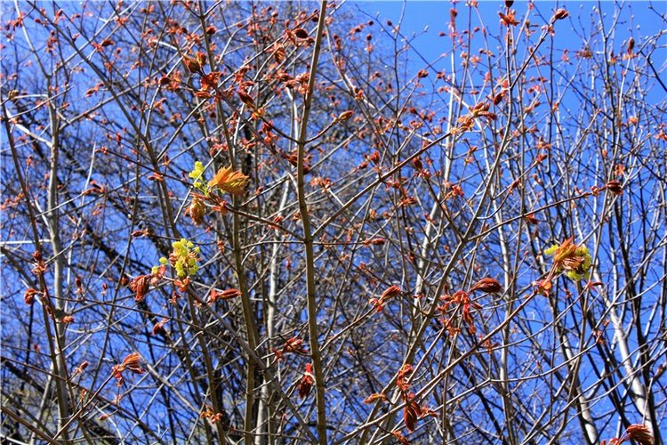 Путешествие Софи в Старицу, продолжение. Lati HoneyBee New Mystic Sophie