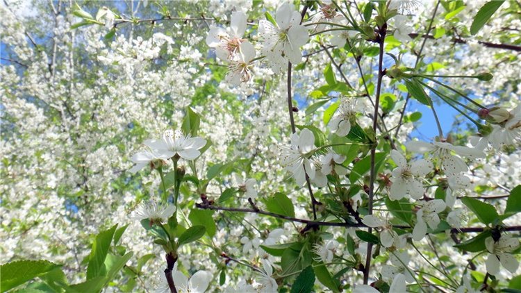 Просто Весна — Красивая природа и цветы: фото пейзажей