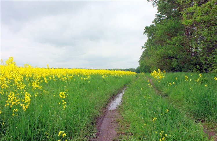 Солнечное поле. Twinkles Ella Chocolate