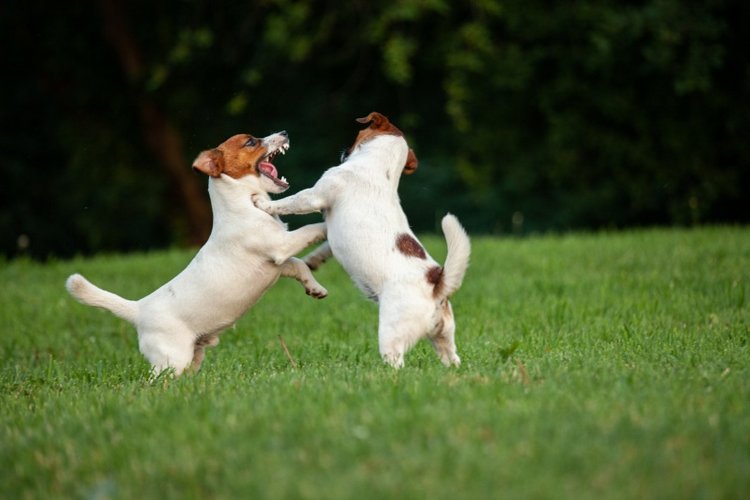 В гостях у STEPHA dolls! Biggers, Миниамигес, Вестида де Азул