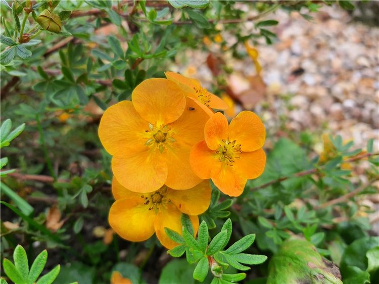 Золотая Осень в Берново с Имани. Mini Imani от Kaye Wiggs