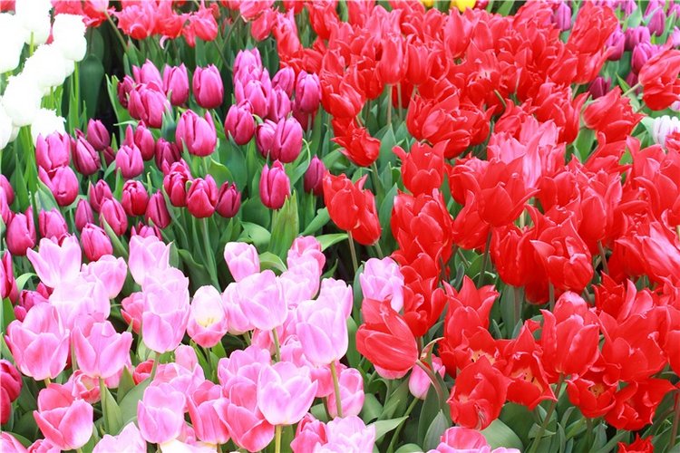 Выставка тюльпанов в Твери