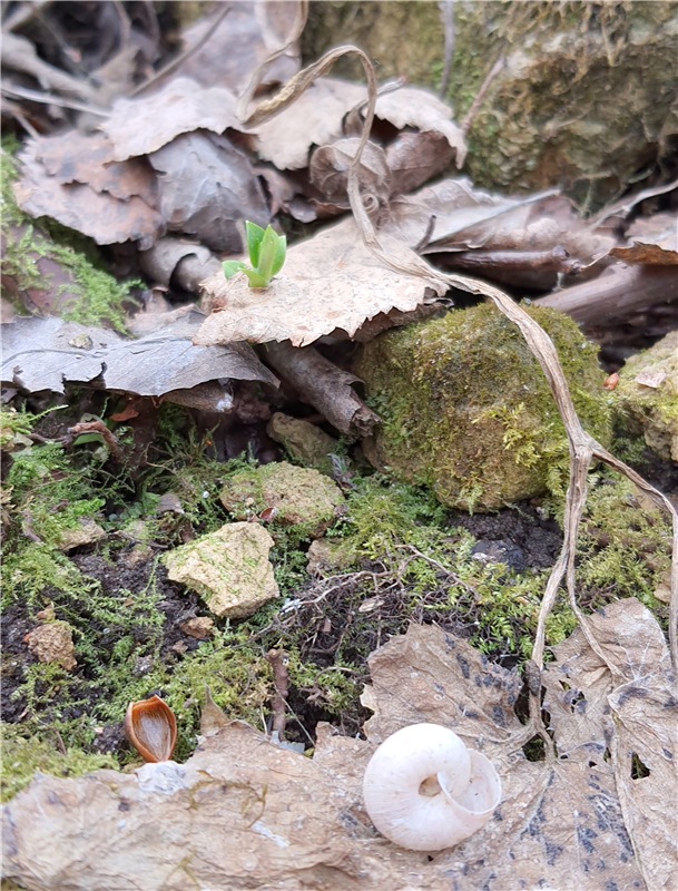 Путешествие Имани в ПанИку