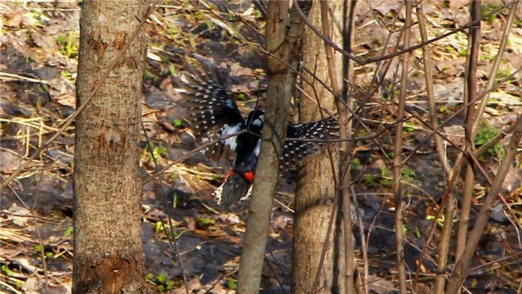 Апрельский день в Василёво, заключительная часть