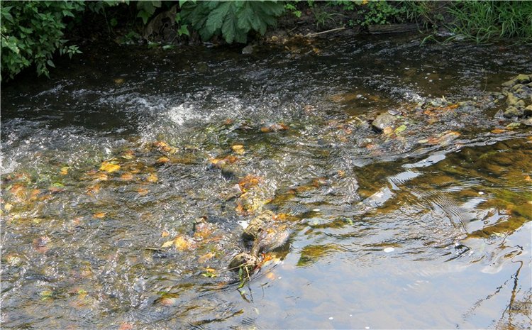 Старицкая Швейцария. Путешествие с Сашей, продолжение. Уникальная кукла от Сильвии Наттерер