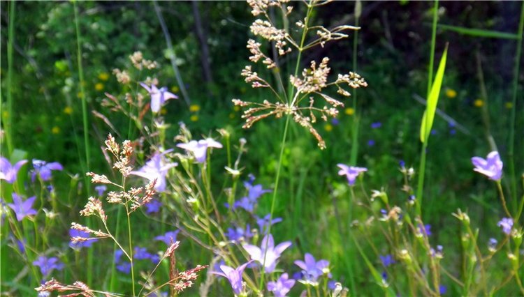 Девочка и Ёжик. Minifee Miyu FairlyLand | Бэйбики Девочка и Ёжик. Minifee Miyu FairlyLand