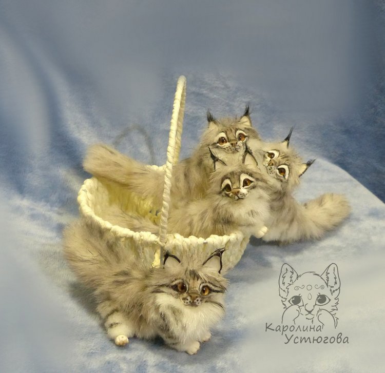 Вторая корзинка Мейн-Кунов (фото 7)