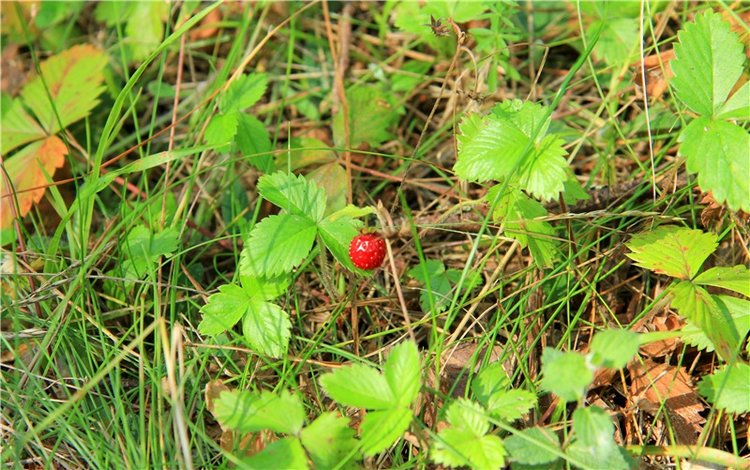 Девочка и Ёжик. Minifee Miyu FairlyLand | Бэйбики Девочка и Ёжик. Minifee Miyu FairlyLand