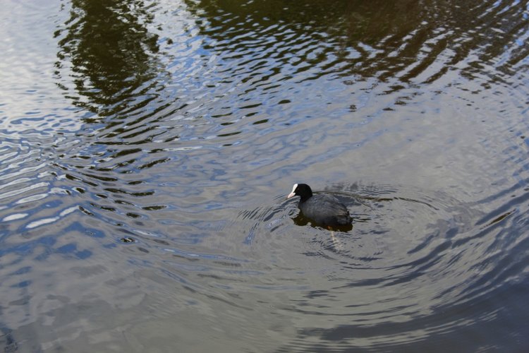 Цветущая Сакура. Прогулка по парку с Алисой. Весенние зарисовки