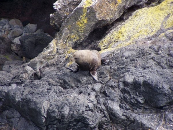Увлекательное путешествие по Новой Зеландии