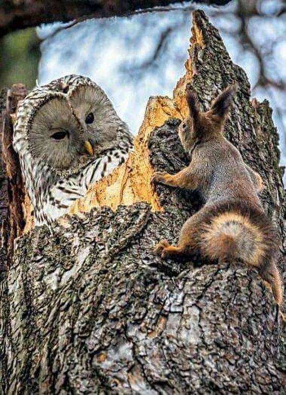 Любительские и профессиональные фотографии Сов (выпуск 2)