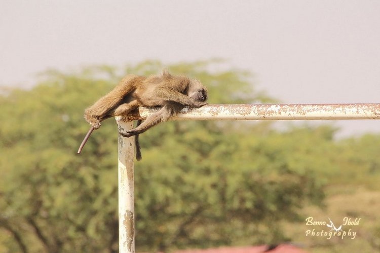 Любителям природы - профессиональные фотографии (выпуск 4)