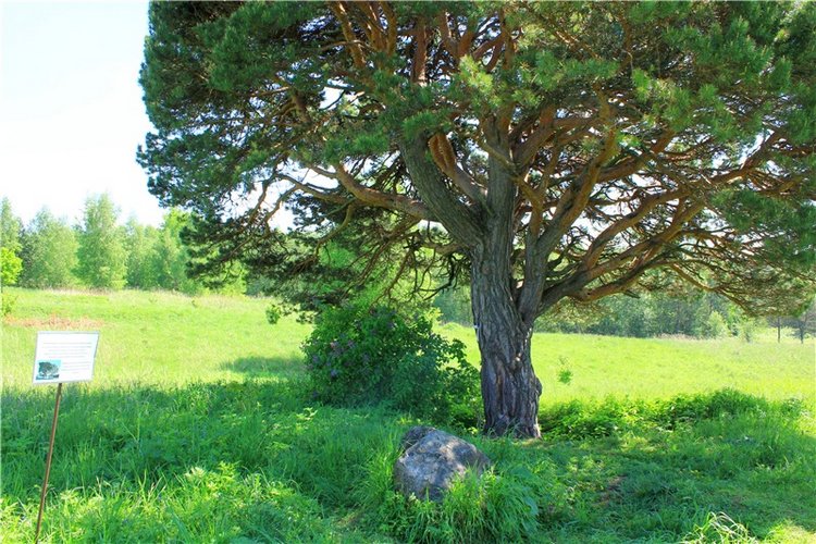Иванишинская сосна — Культура (фото 3)