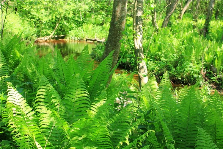 Затерянный Мир — Красивая природа и цветы: фото пейзажей