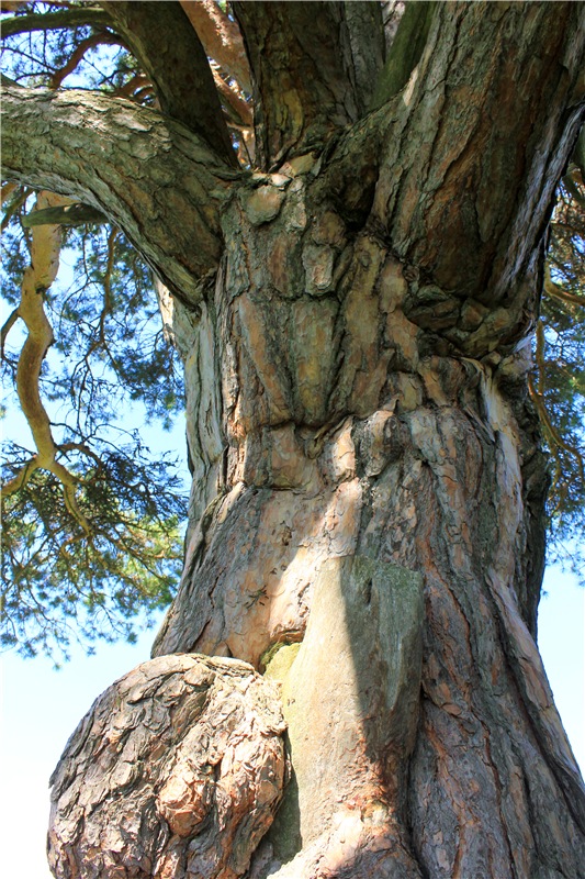 Иванишинская сосна — Культура