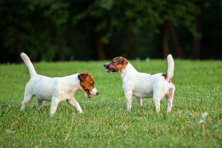 В гостях у STEPHA dolls! Biggers, Миниамигес, Вестида де Азул