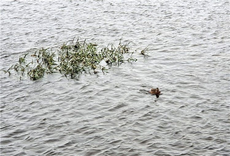 Непогода нынче в моде — Куклы Meadow dolls (Медовушки): BJD (БЖД)