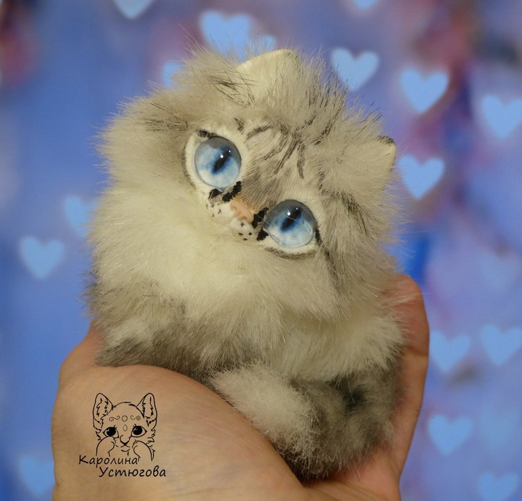 Котята Охос азулес. Чарующие глаза