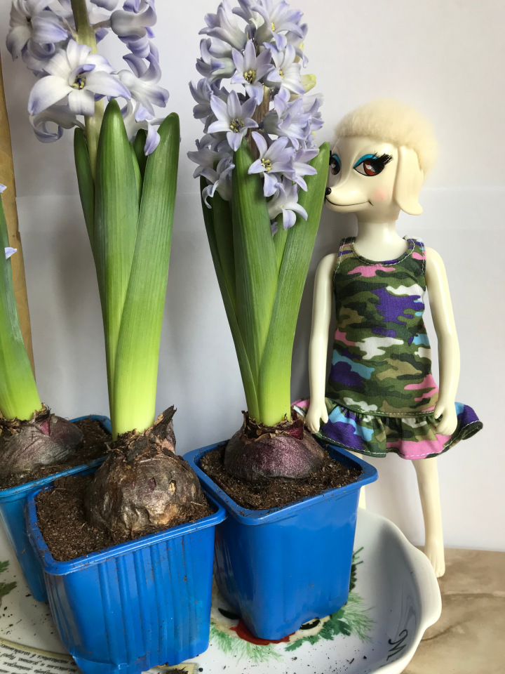 4 сезона Peteena от Hasbro