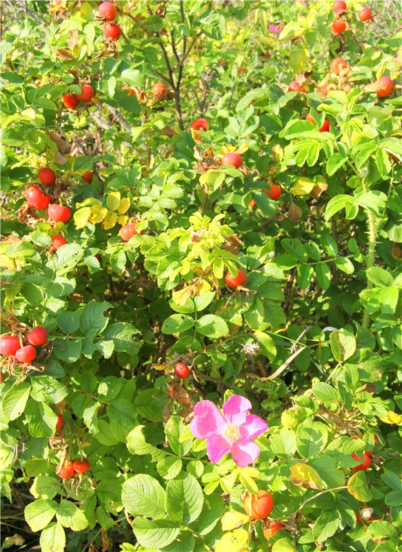 Инопланетянка Нийя. Custom Blythe Doll UFO Go Go Takara