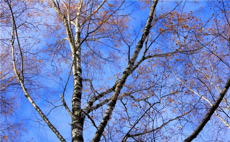 Ромашковый октябрь. Zwergnase Mischa