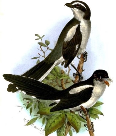 1 апреля — Международный день птиц (фото 10)