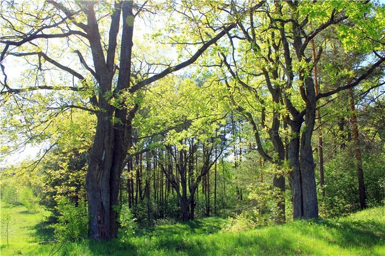 Ландыши - Светлого мая привет