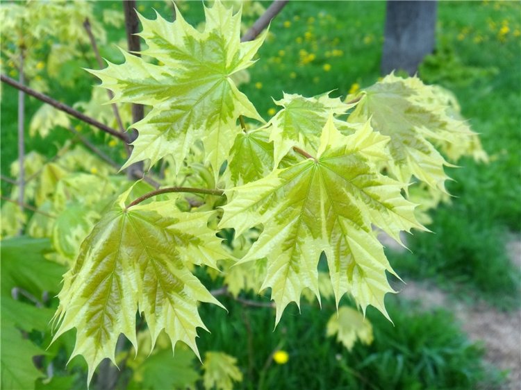 Милый мой город. Прогулка по Твери, заключительная часть (фото 8)