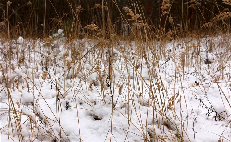 Бейли и Дий. Mini Bailey SK от Meadow dolls